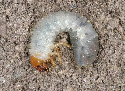 what are grub worms