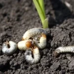 what are grubs