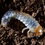 what do grass grubs look like
