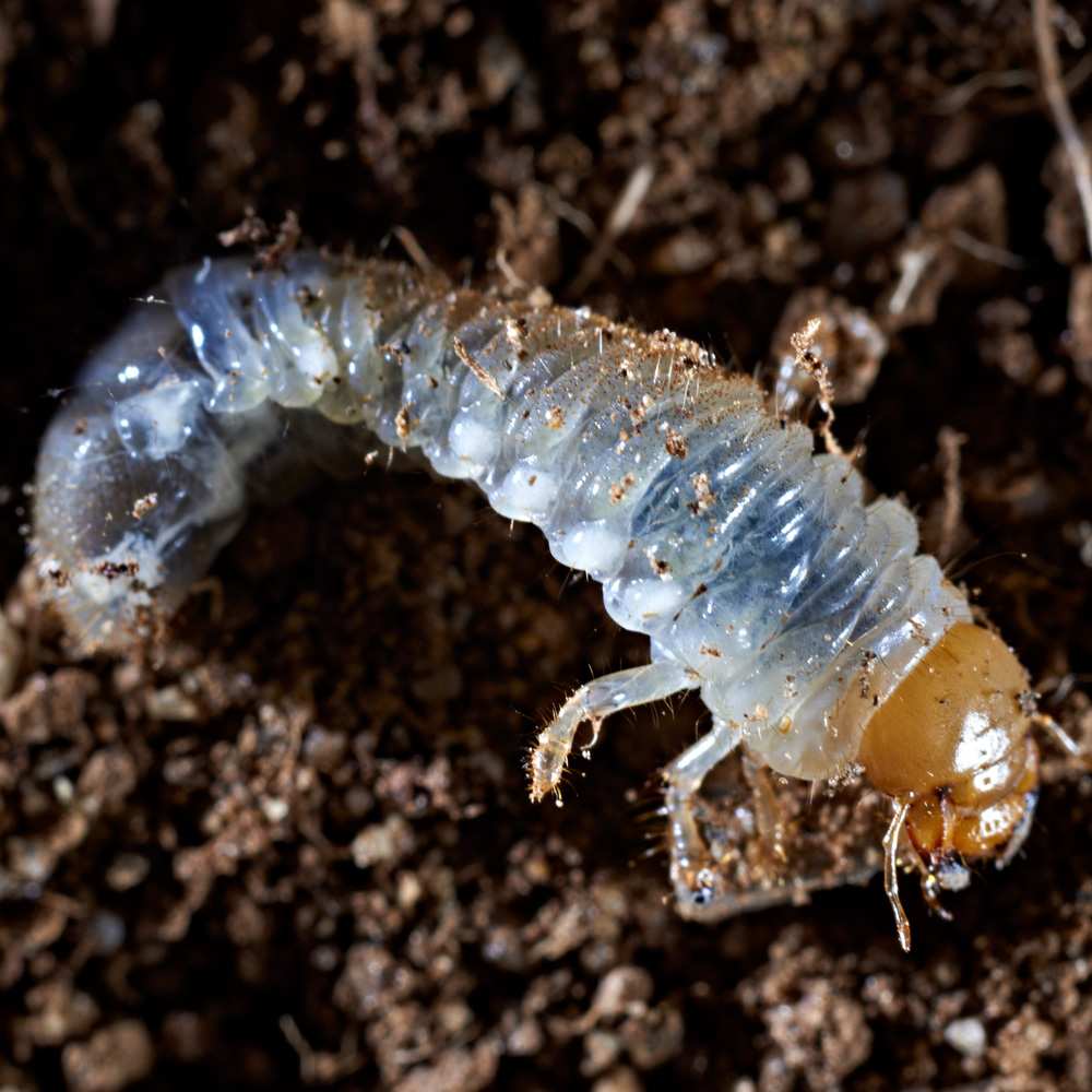 what do grass grubs look like