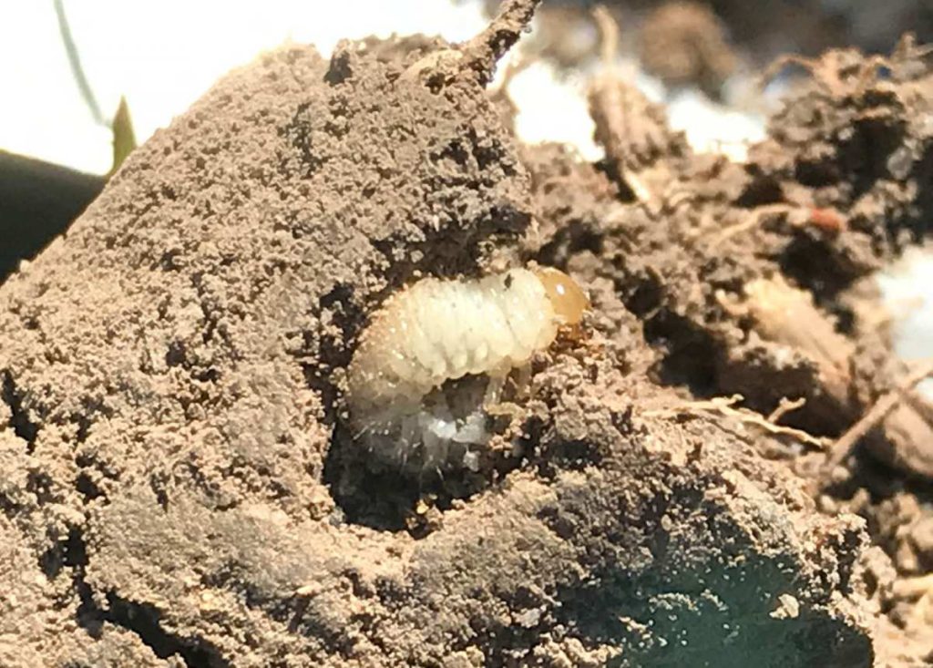what do grub eggs look like