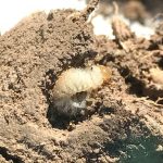 what do grub eggs look like