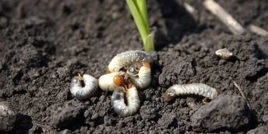what do grubs do
