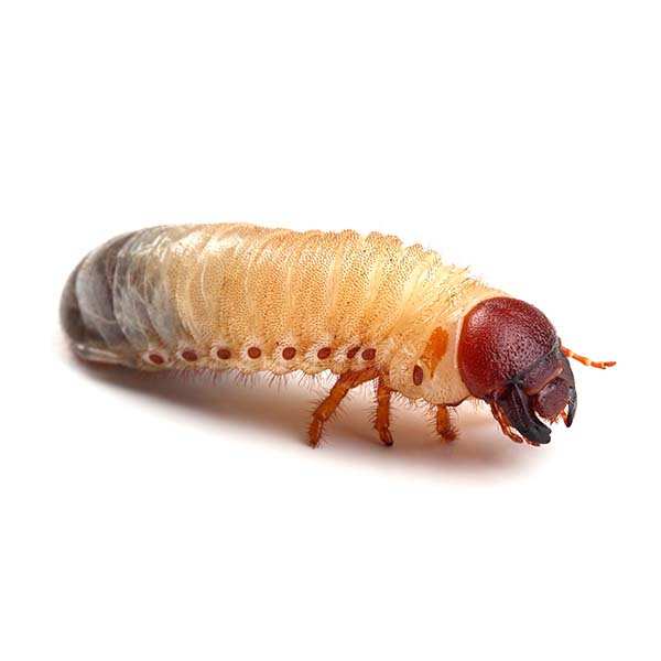 what do itchy grubs turn into
