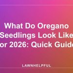 What Do Oregano Seedlings Look Like for 2026: Quick Guide