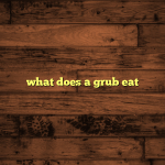what does a grub eat