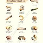 what does a lawn grub look like