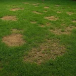 what does grass with grubs look like
