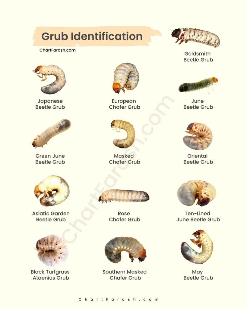 what does grubs look like on the lawn