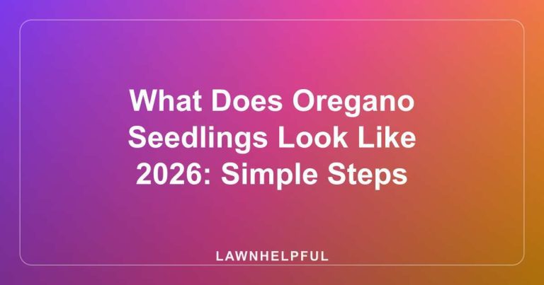 What Does Oregano Seedlings Look Like 2026: Simple Steps