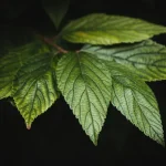 what is eating my sage leaves