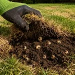 what is the best month to put down grub control