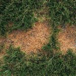 what kills grubs in lawn
