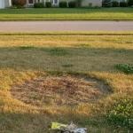 What's Actually Making Your Lawn Look Dull? The Common Pains