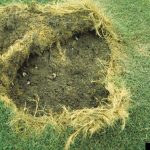 when do you put grub killer down