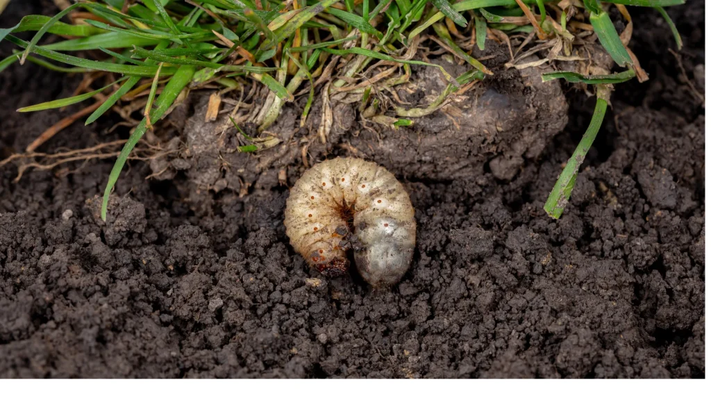 when is the best time to put down grub killer