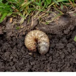 when is the best time to put down grub killer