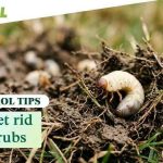 when should i apply grub ex