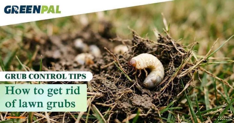 when should i apply grub ex