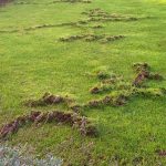 when to apply grub control for moles
