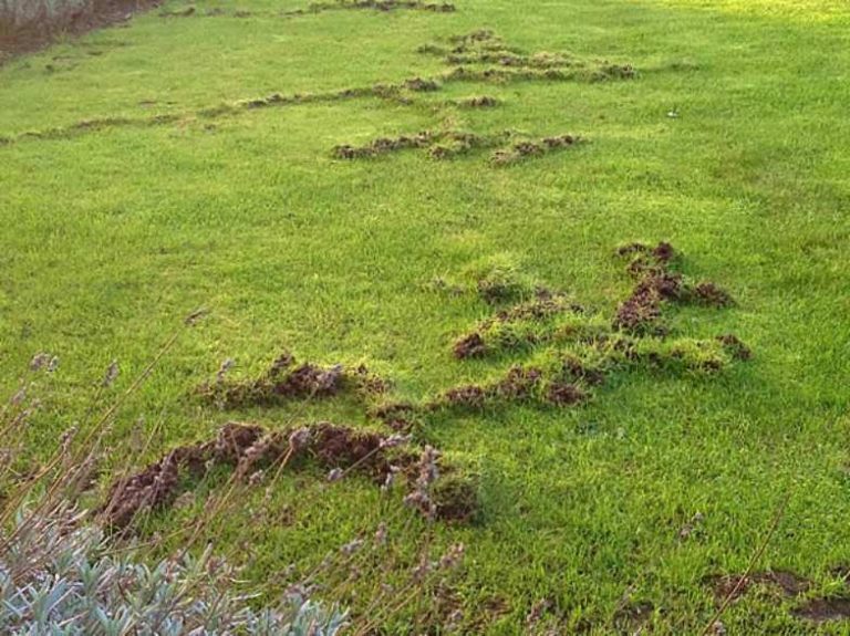 when to apply grub control for moles