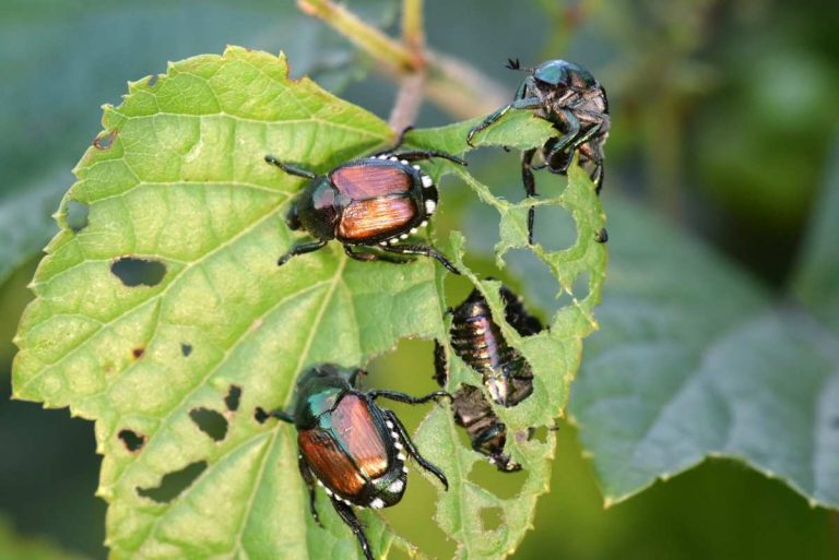 when to apply grub control in massachusetts