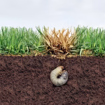 when to apply grub control in ohio
