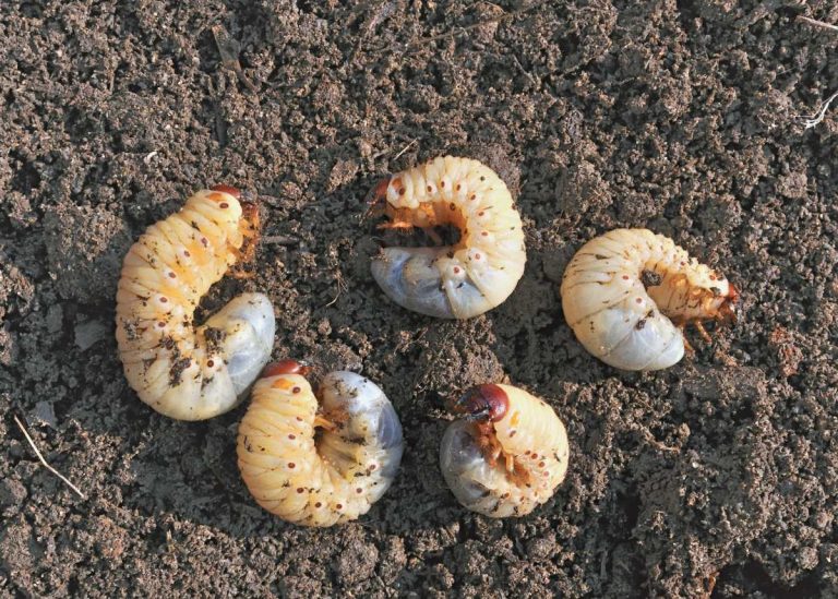when to apply grub control