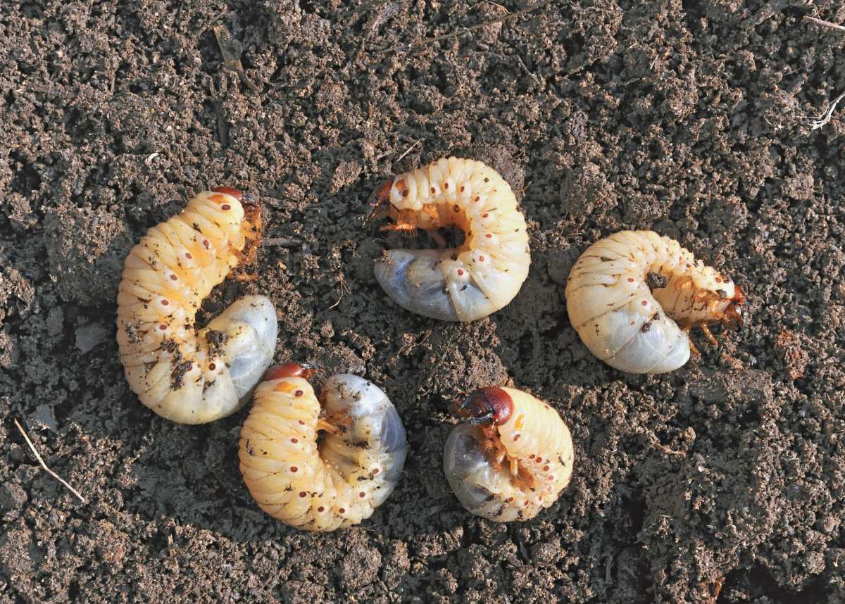 when to apply grub control