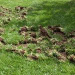 when to kill grubs