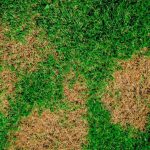 when to put grub killer on lawn