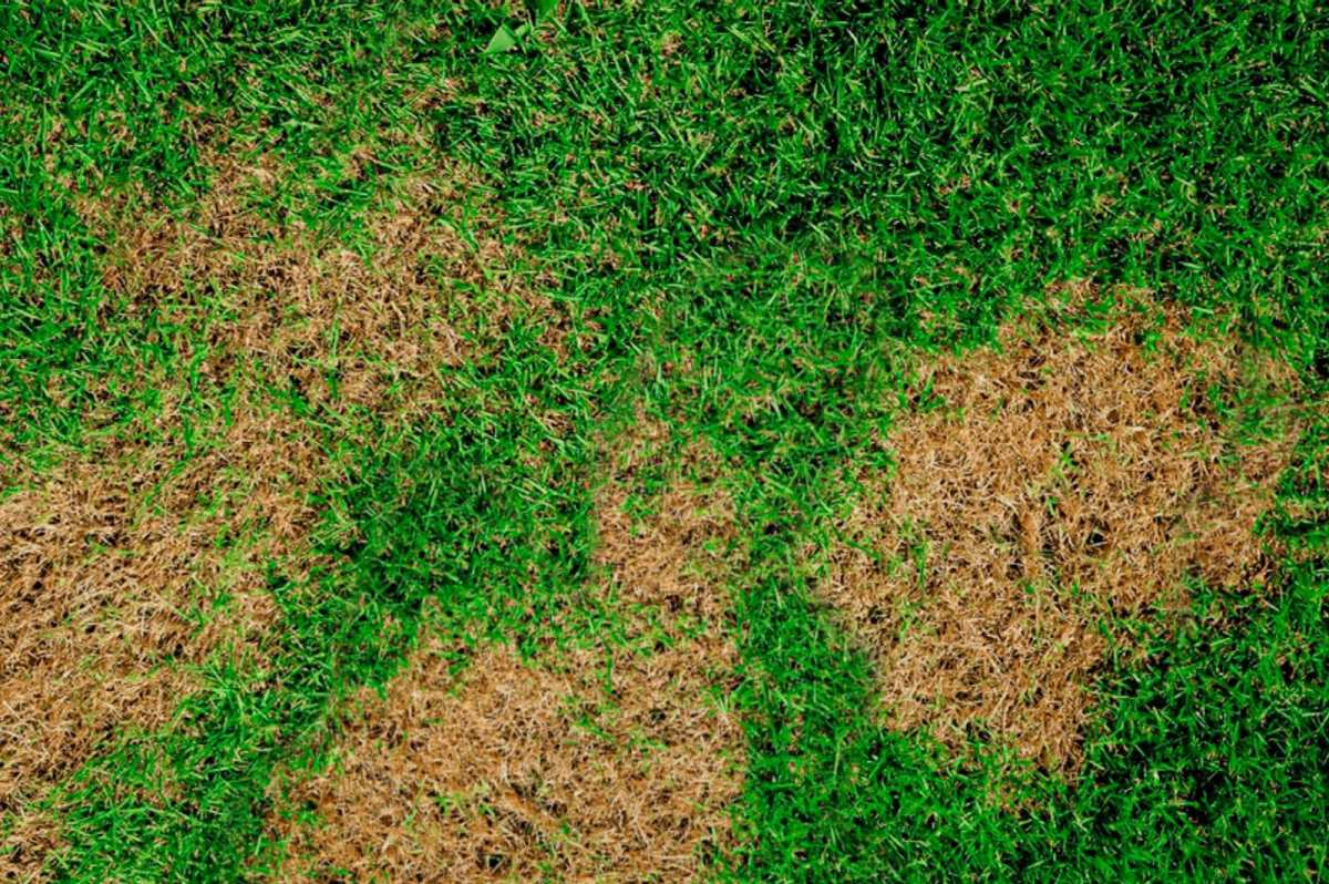 when to put grub killer on lawn