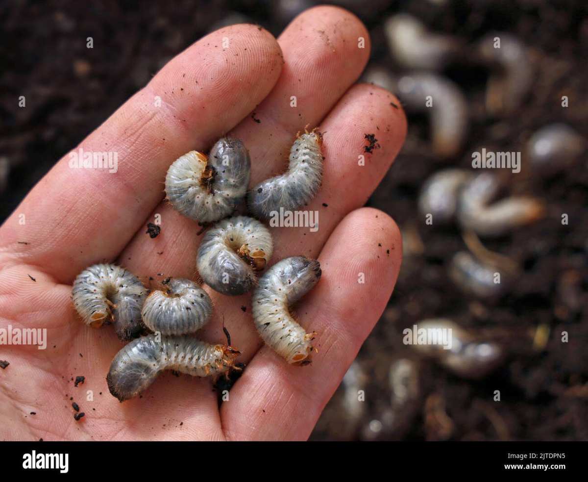 white grub C-shape larvae close up