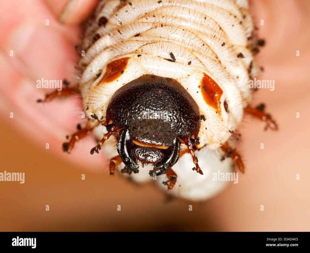 white grub head capsule and legs