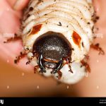 white grub head capsule and legs
