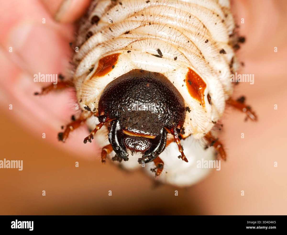 white grub head capsule and legs