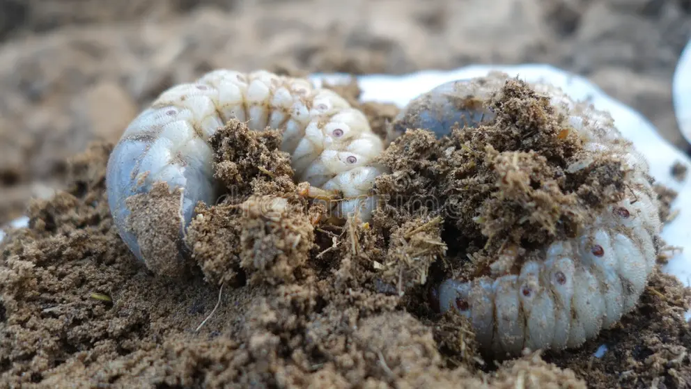 white grub identification C-shape