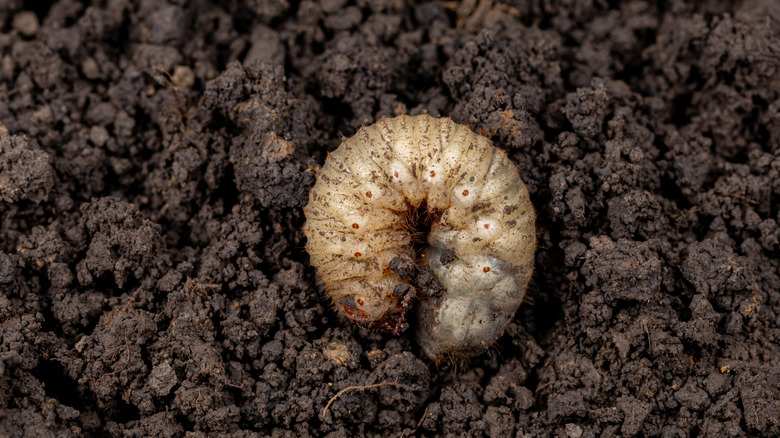 white grub identification in soil