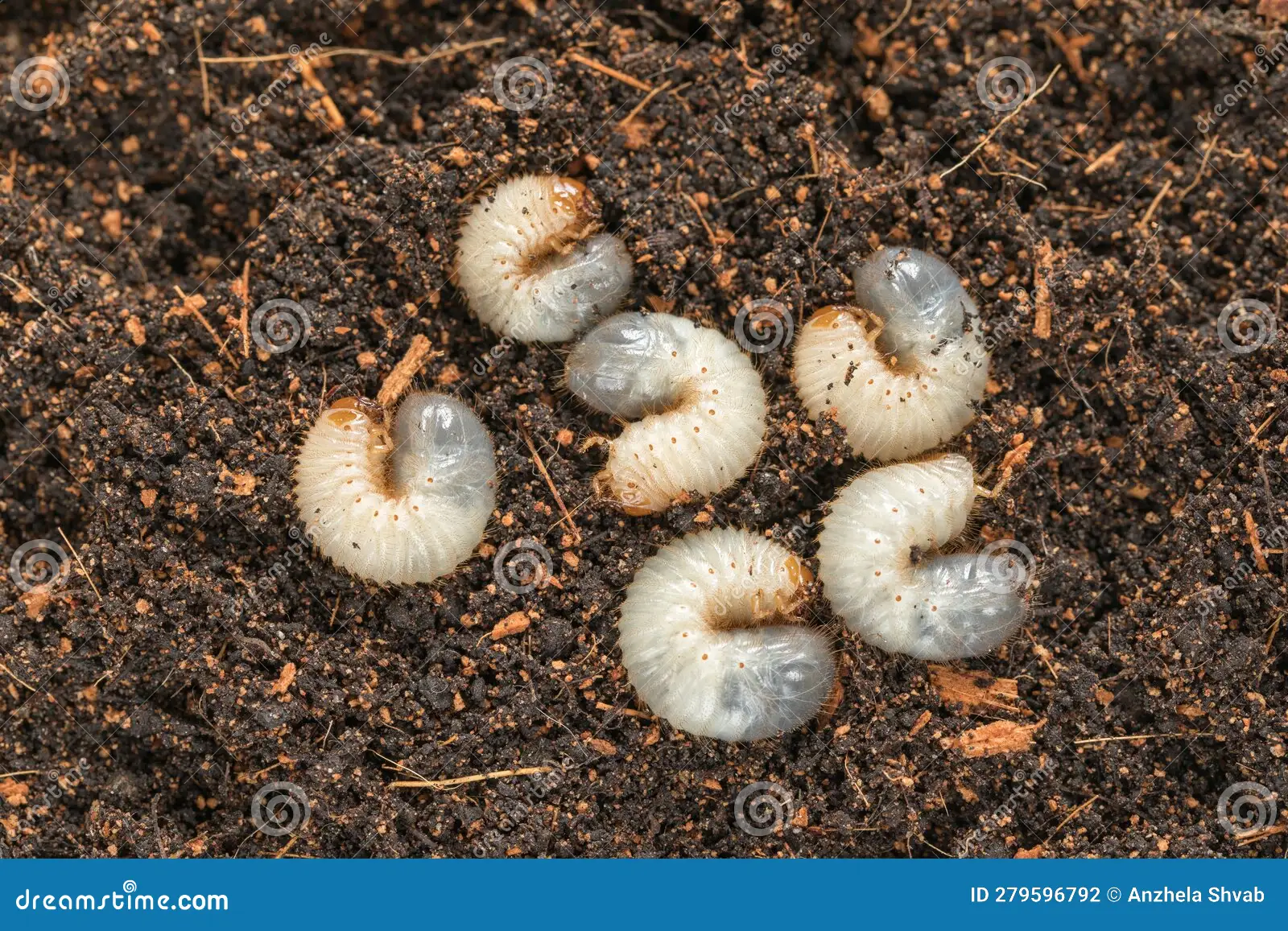 white grub identification lawn
