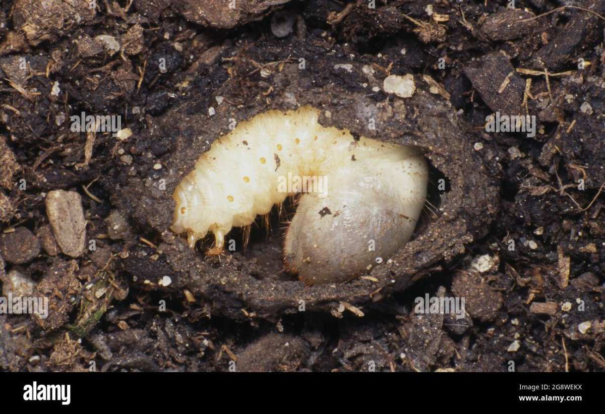 white grub identification