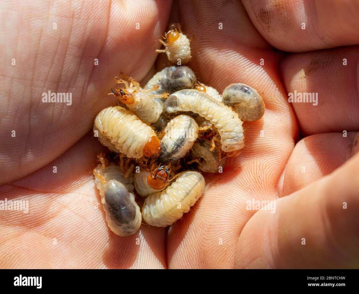 white grub identification