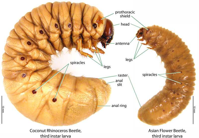 white grub identification raster pattern