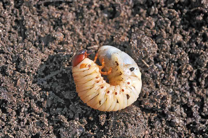 white grub identification turfgrass