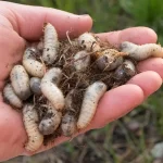 white grub in lawn soil