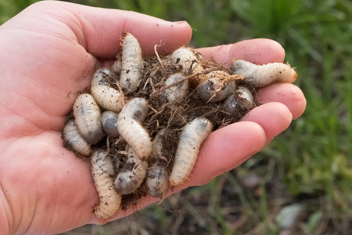white grub in lawn soil
