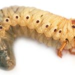 white grub in lawn soil