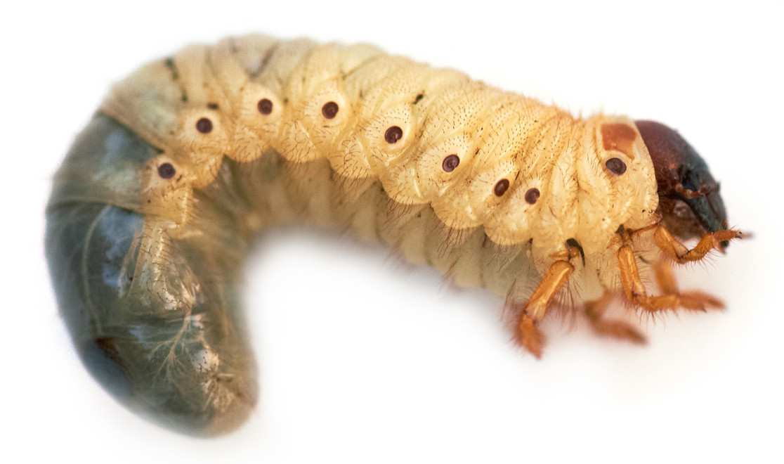 white grub larval instar stages