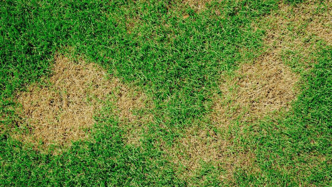 white grub lawn damage brown patch