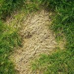 white grub lawn damage