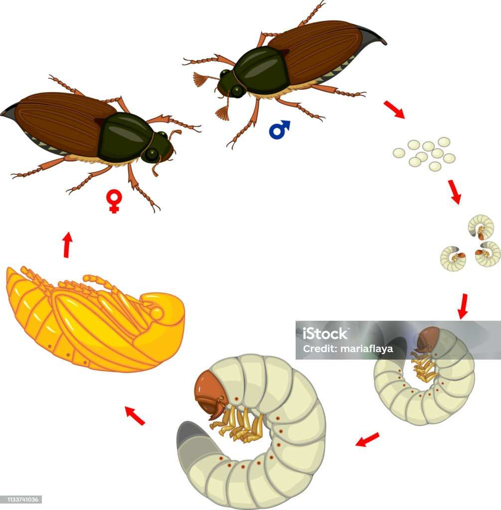 white grub life cycle diagram